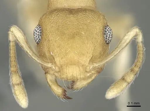 Crematogaster biroi specimen CASENT0906676 image casent0906676_2