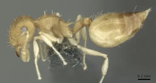 Crematogaster biroi specimen CASENT0906676 image casent0906676_3