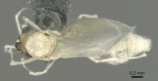 Crematogaster biroi specimen CASENT0906677 image casent0906677_1