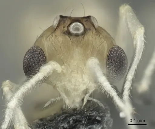 Crematogaster biroi specimen CASENT0906677 image casent0906677_2
