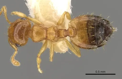 Crematogaster biroi specimen CASENT0914303 image casent0914303_1