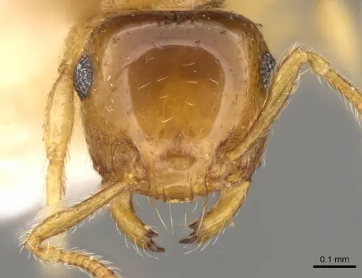 Crematogaster biroi specimen CASENT0914303 image casent0914303_2