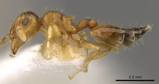 Crematogaster biroi specimen CASENT0914303 image casent0914303_3