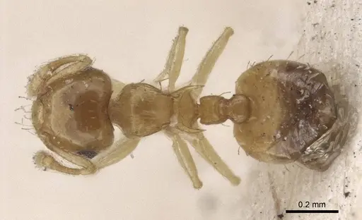 Crematogaster biroi specimen CASENT0916605 image casent0916605_1