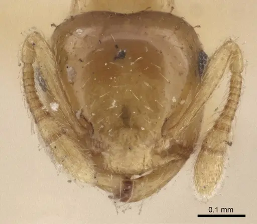 Crematogaster biroi specimen CASENT0916605 image casent0916605_2