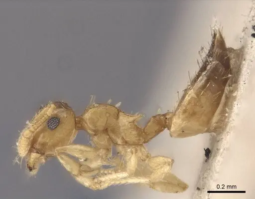 Crematogaster biroi specimen CASENT0916605 image casent0916605_3