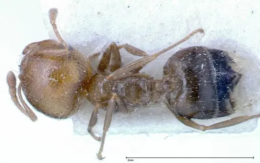 Crematogaster bison specimen FOCOL0254 image focol0254_1
