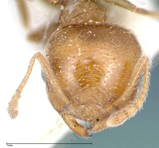 Crematogaster bison specimen FOCOL0254 image focol0254_2