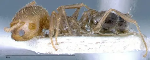 Crematogaster bison specimen FOCOL0254 image focol0254_3