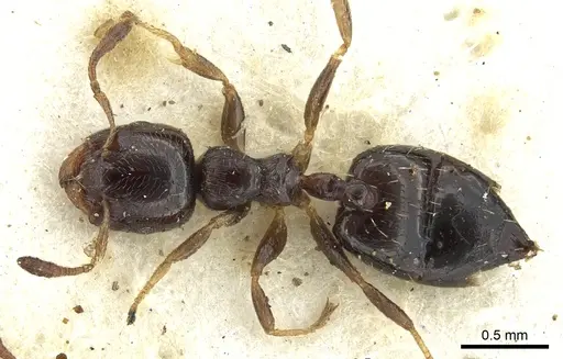 Crematogaster boera specimen CASENT0902066 image casent0902066_1