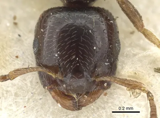 Crematogaster boera specimen CASENT0902066 image casent0902066_2