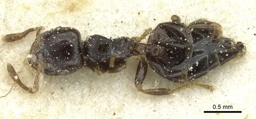 Crematogaster boera specimen CASENT0912753 image casent0912753_1