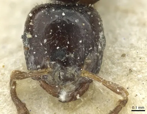 Crematogaster boera specimen CASENT0912753 image casent0912753_2