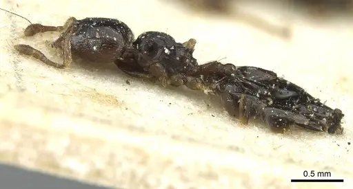 Crematogaster boera specimen CASENT0912753 image casent0912753_3