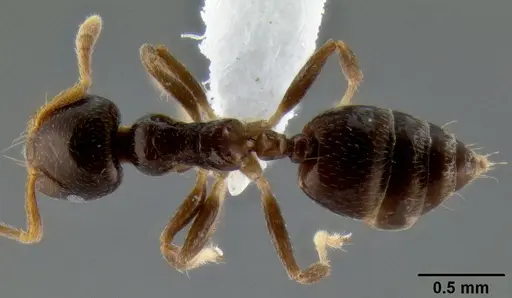Crematogaster borneensis specimen CASENT0193115 image casent0193115_1