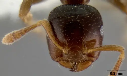Crematogaster borneensis specimen CASENT0193115 image casent0193115_2