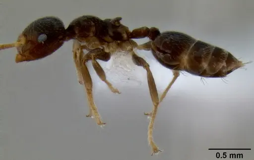 Crematogaster borneensis specimen CASENT0193115 image casent0193115_3