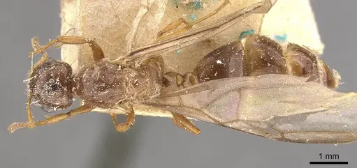 Crematogaster borneensis specimen CASENT0908446 image casent0908446_1