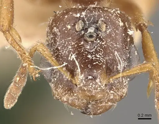 Crematogaster borneensis specimen CASENT0908446 image casent0908446_2