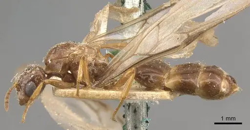 Crematogaster borneensis specimen CASENT0908446 image casent0908446_3