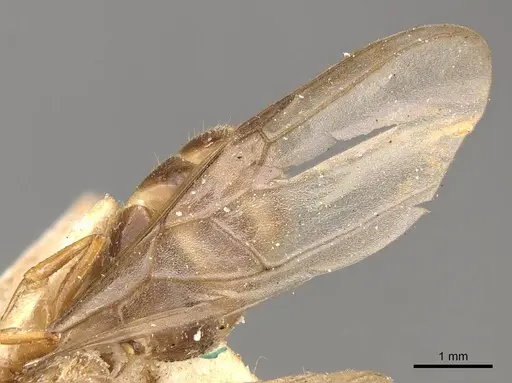 Crematogaster borneensis specimen CASENT0908446 image casent0908446_4