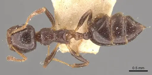 Crematogaster borneensis specimen CASENT0908447 image casent0908447_1