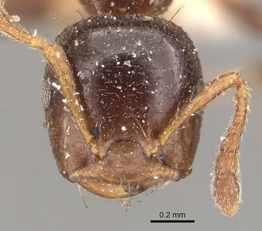 Crematogaster borneensis specimen CASENT0908447 image casent0908447_2