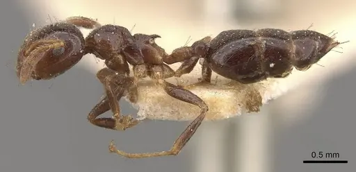 Crematogaster borneensis specimen CASENT0908447 image casent0908447_3