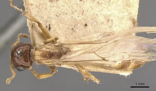 Crematogaster borneensis specimen CASENT0908450 image casent0908450_1