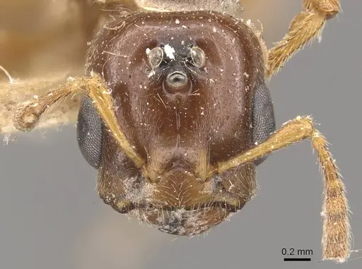 Crematogaster borneensis specimen CASENT0908450 image casent0908450_2