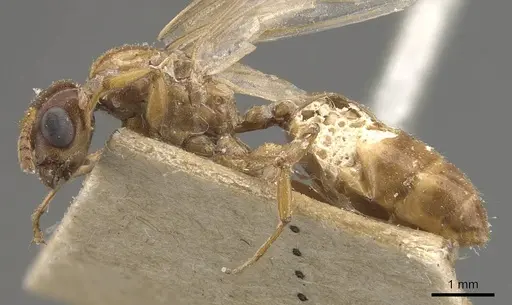 Crematogaster borneensis specimen CASENT0908450 image casent0908450_3