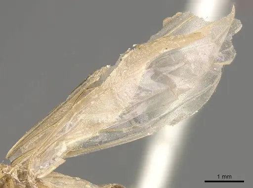Crematogaster borneensis specimen CASENT0908450 image casent0908450_4