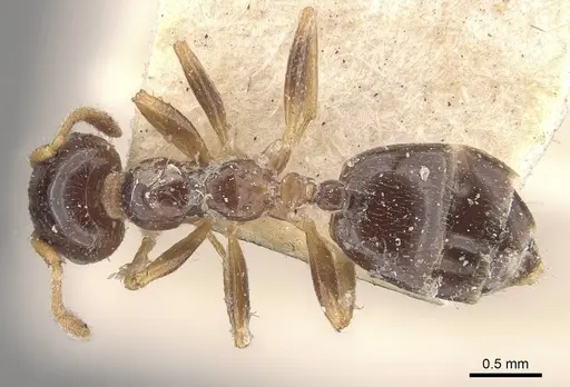 Crematogaster borneensis specimen CASENT0908451 image casent0908451_1