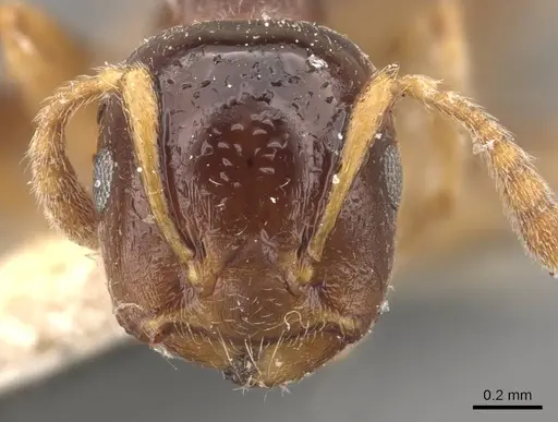 Crematogaster borneensis specimen CASENT0908451 image casent0908451_2