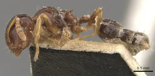 Crematogaster borneensis specimen CASENT0908451 image casent0908451_3