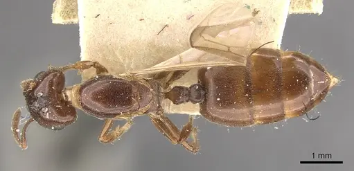 Crematogaster borneensis specimen CASENT0908456 image casent0908456_1