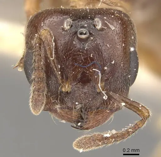 Crematogaster borneensis specimen CASENT0908456 image casent0908456_2