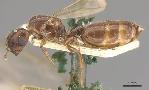 Crematogaster borneensis specimen CASENT0908456 image casent0908456_3