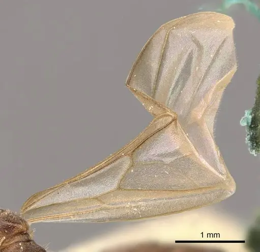 Crematogaster borneensis specimen CASENT0908456 image casent0908456_4