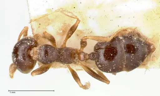 Crematogaster borneensis specimen FOCOL0651 image focol0651_1