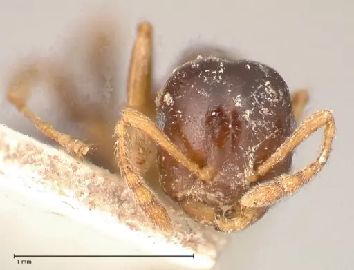 Crematogaster borneensis specimen FOCOL0651 image focol0651_2