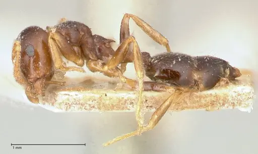 Crematogaster borneensis specimen FOCOL0651 image focol0651_3