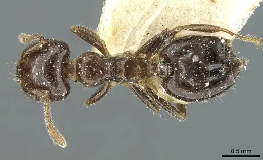 Crematogaster bouvardi specimen CASENT0912735 image casent0912735_1