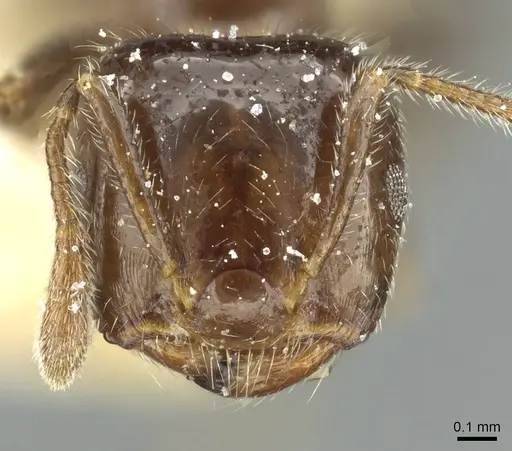 Crematogaster bouvardi specimen CASENT0912735 image casent0912735_2