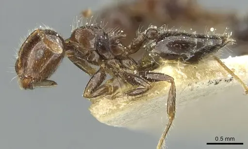 Crematogaster bouvardi specimen CASENT0912735 image casent0912735_3