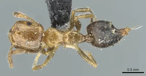 Crematogaster bouvardi specimen CASENT0912736 image casent0912736_1