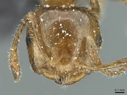 Crematogaster bouvardi specimen CASENT0912736 image casent0912736_2