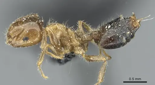 Crematogaster bouvardi specimen CASENT0912736 image casent0912736_3