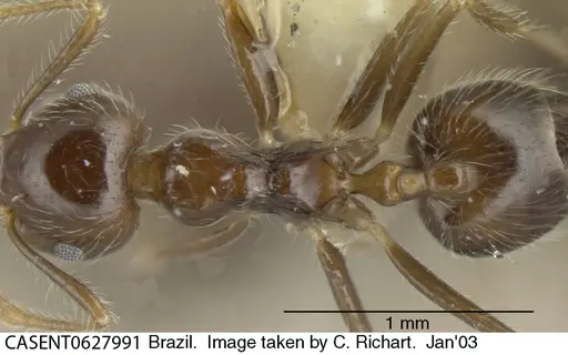 Crematogaster brasiliensis specimen CASENT0627991 image casent0627991_1