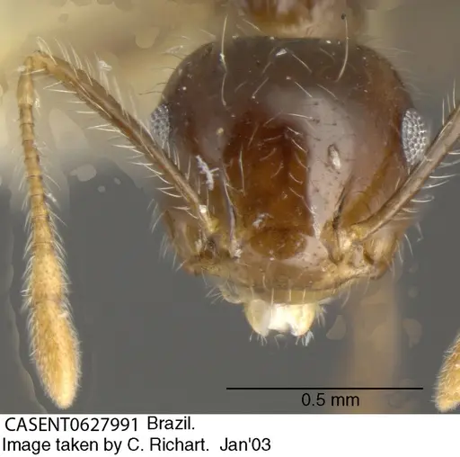 Crematogaster brasiliensis specimen CASENT0627991 image casent0627991_2